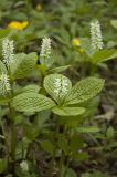 Chloranthus quadrifolius. Цветущие растения. Приморский край, Хасанский р-н, заповедник \"Кедровая падь\". 15.05.2007.