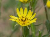 Tragopogon dasyrhynchus. Соцветие. Краснодарский край, Крымский р-н, станица Неберджаевская, приусадебный участок, сорное в саду. 28.10.2023.