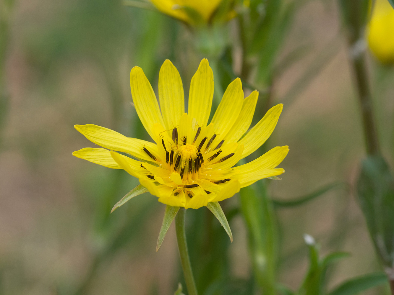 Изображение особи Tragopogon dasyrhynchus.