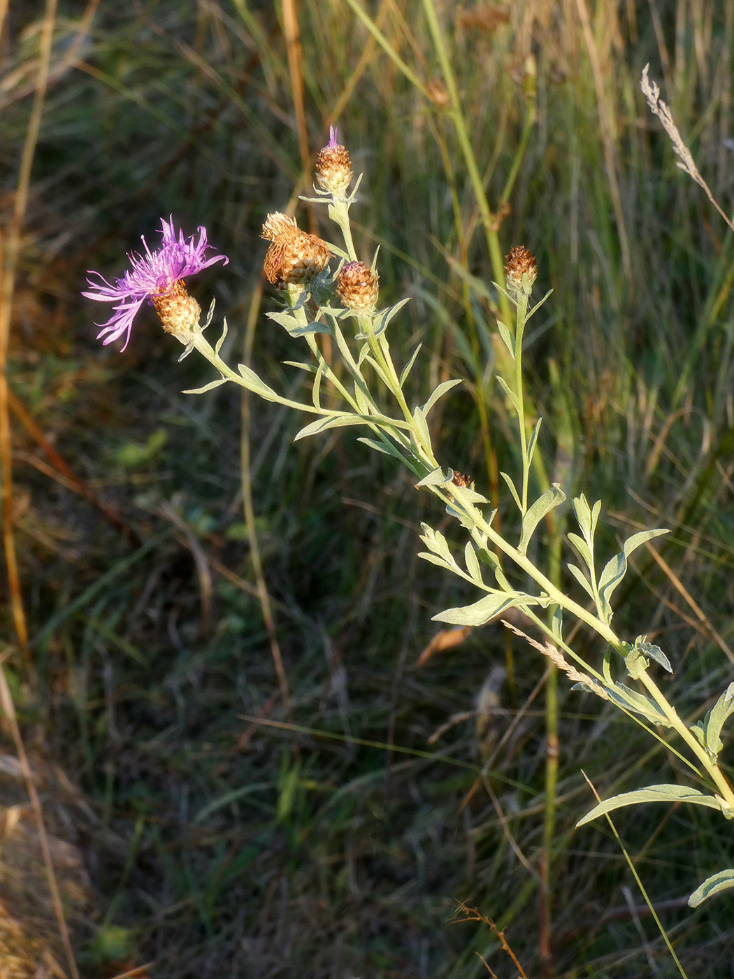 Изображение особи Centaurea jacea.