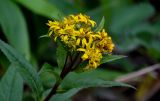 Senecio nemorensis