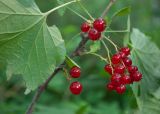 Ribes spicatum. Соплодия и основание листа. Республика Саха (Якутия), Хангаласский улус, левый берег р. Сиинэ (Синяя) выше устья р. Сылбах, смешанный лес. 28.07.2023.