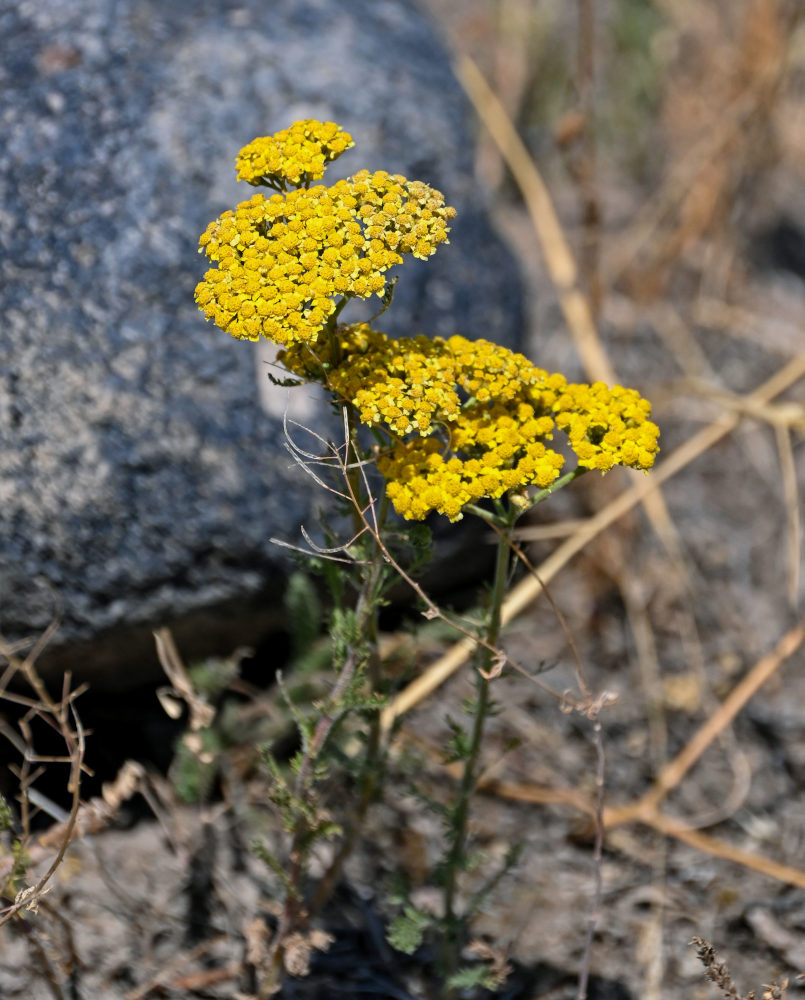 Image of Achillea arabica specimen.