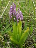 Orchis militaris. Цветущие растения. Ульяновская обл., Новомалыклинский р-н, окр. с. Стар. Бесовка, долина р. Б. Черемшан, местами заболоченный поросший ивняком луг. 20.05.2023.