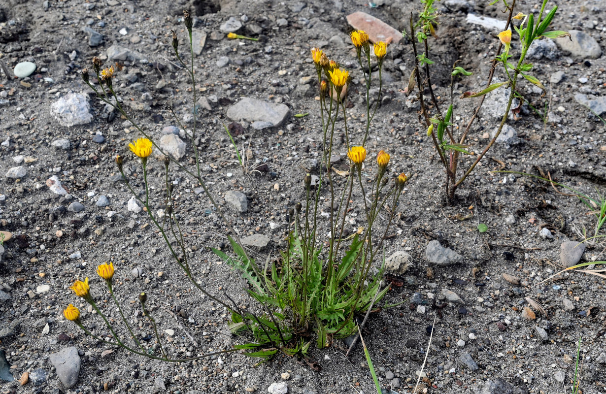 Image of Scorzoneroides autumnalis specimen.