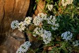 Lobularia maritima