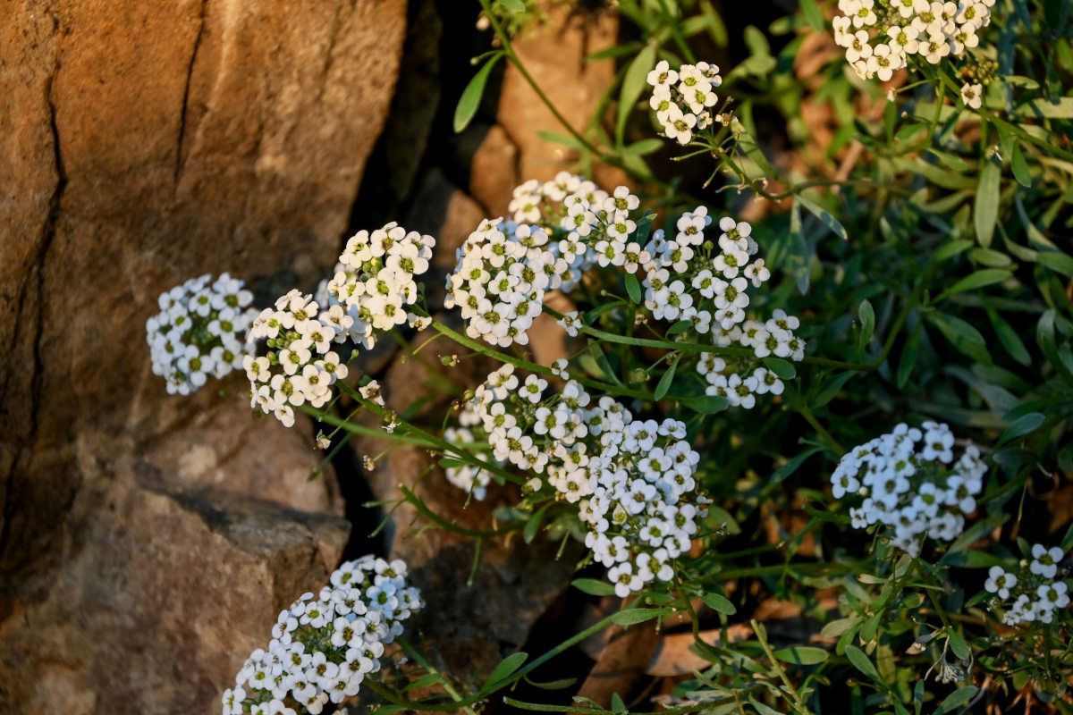 Изображение особи Lobularia maritima.