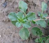 Amaranthus blitoides