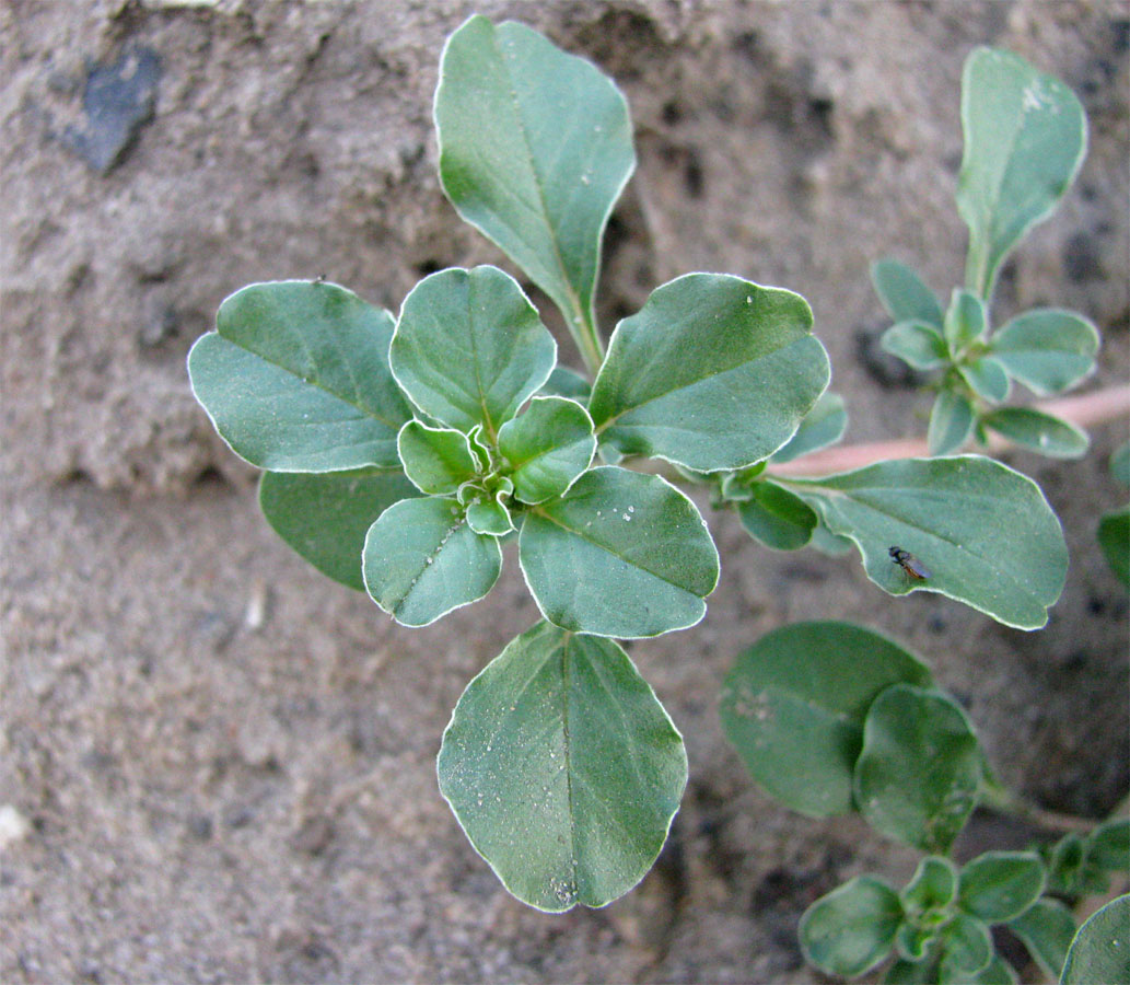 Image of Amaranthus blitoides specimen.