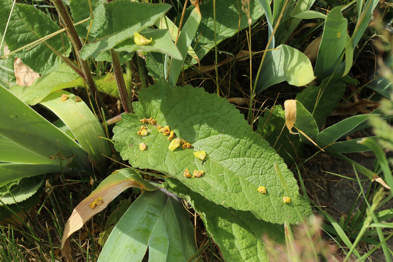 Изображение особи Verbascum nigrum.