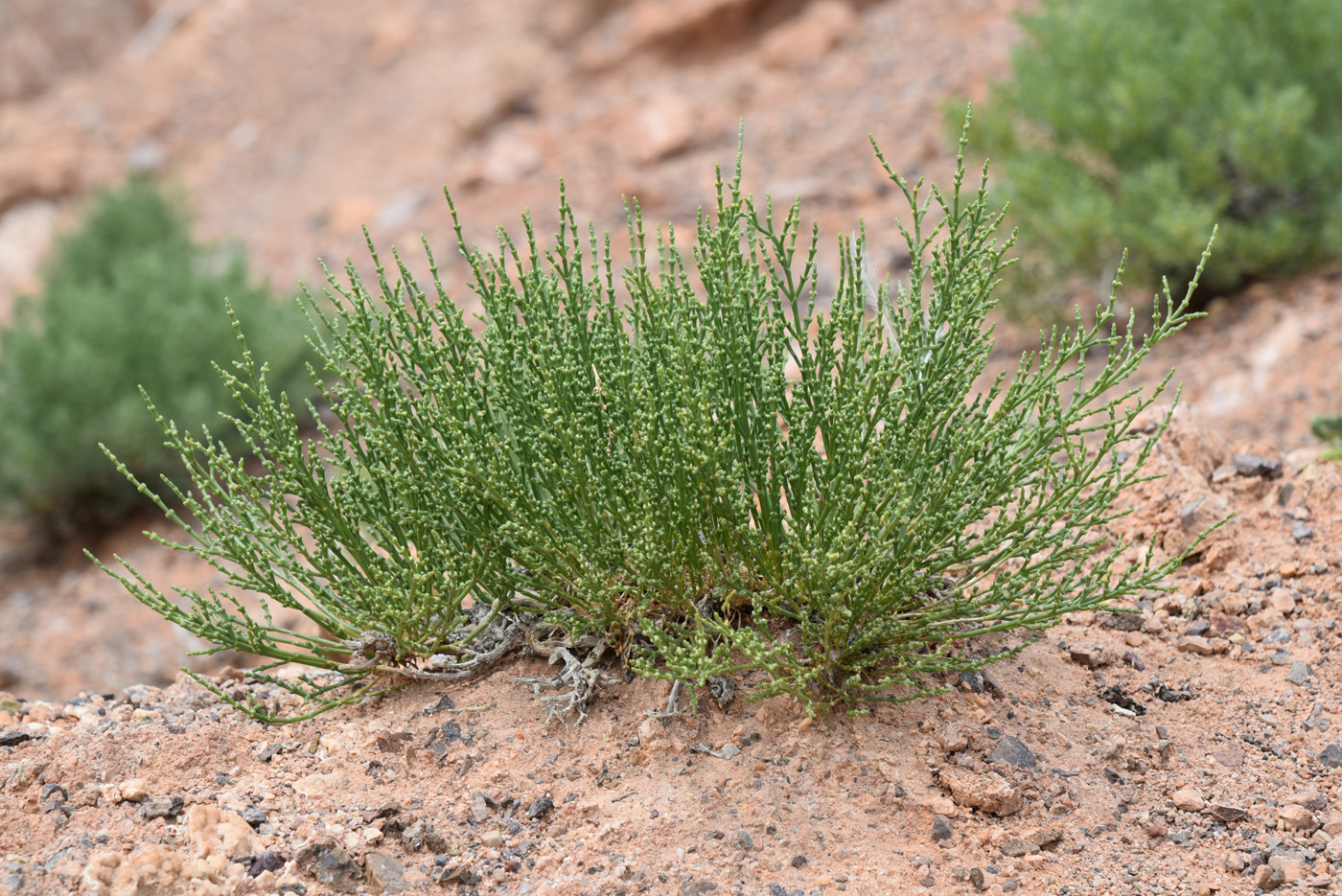 Image of Anabasis aphylla specimen.