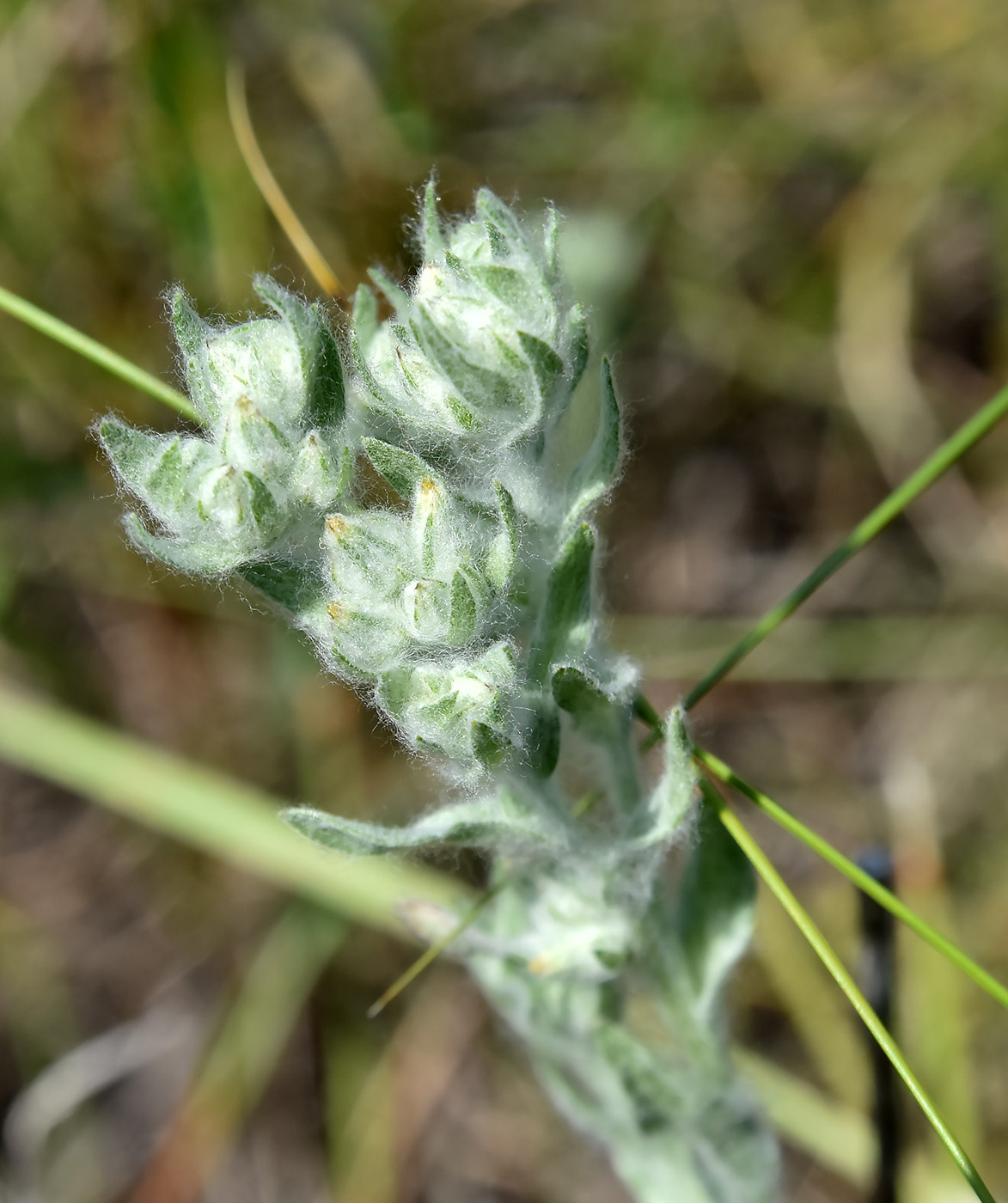 Image of Filago arvensis specimen.