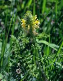 Pedicularis condensata. Соцветие. Армения, обл. Гегаркуник, берег оз. Севан, гора Артаниш, ≈ 2400 м н.у.м., субальпийский луг. 23.06.2022.