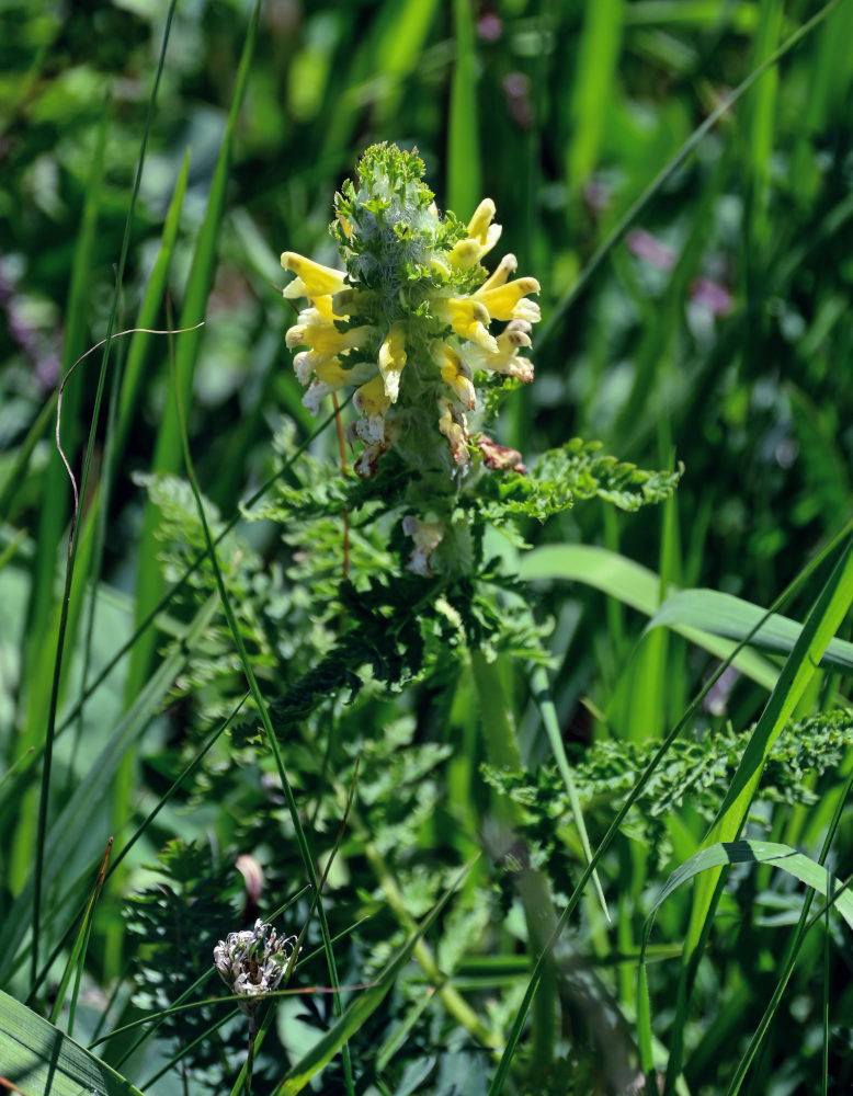 Изображение особи Pedicularis condensata.