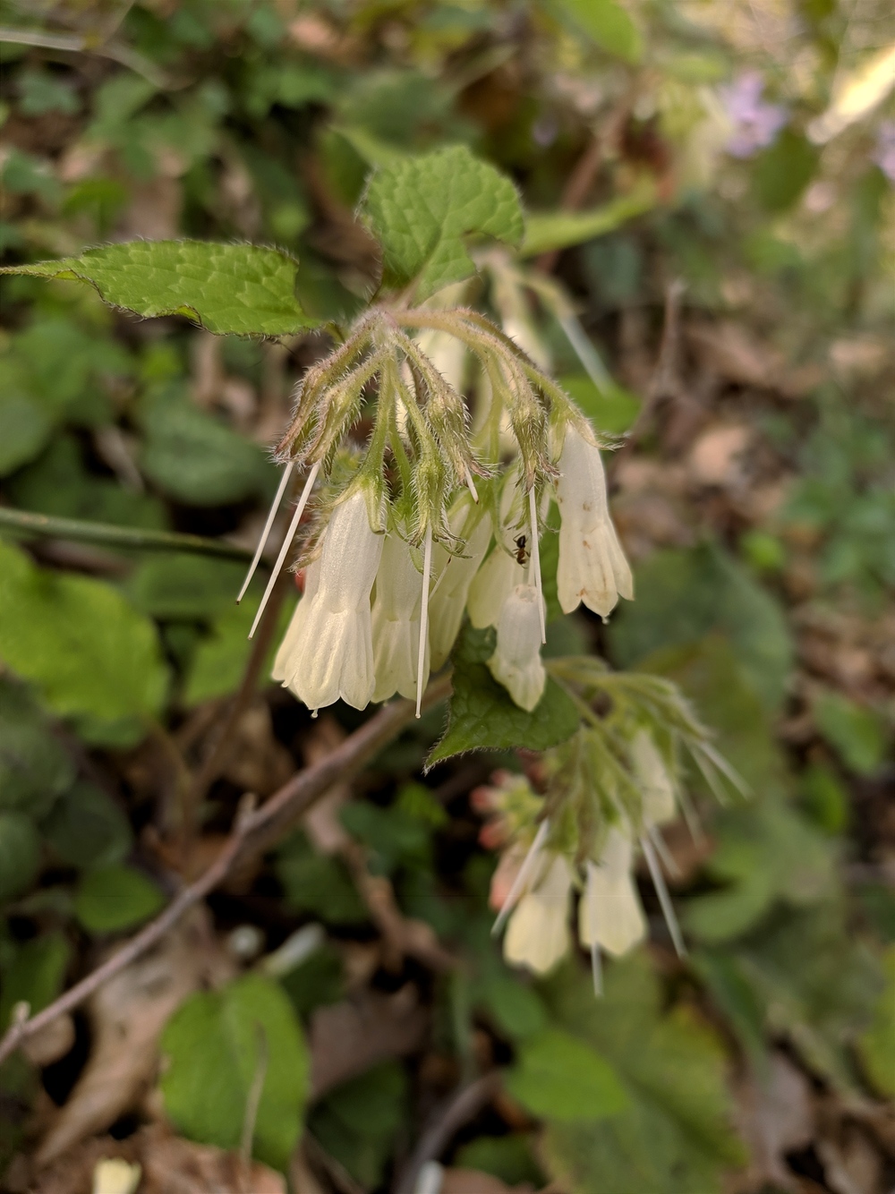 Изображение особи Symphytum grandiflorum.