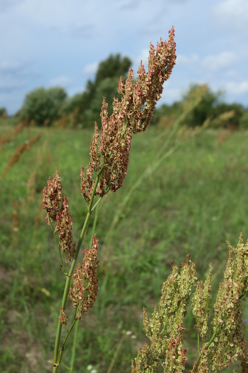 Image of Rumex thyrsiflorus specimen.