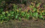 Calla palustris