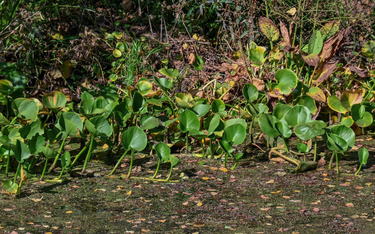 Изображение особи Calla palustris.