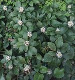 Pachysandra terminalis. Цветущие растения. Москва, ботанический сад МГУ \"Аптекарский огород\", в культуре. 23.04.2024.