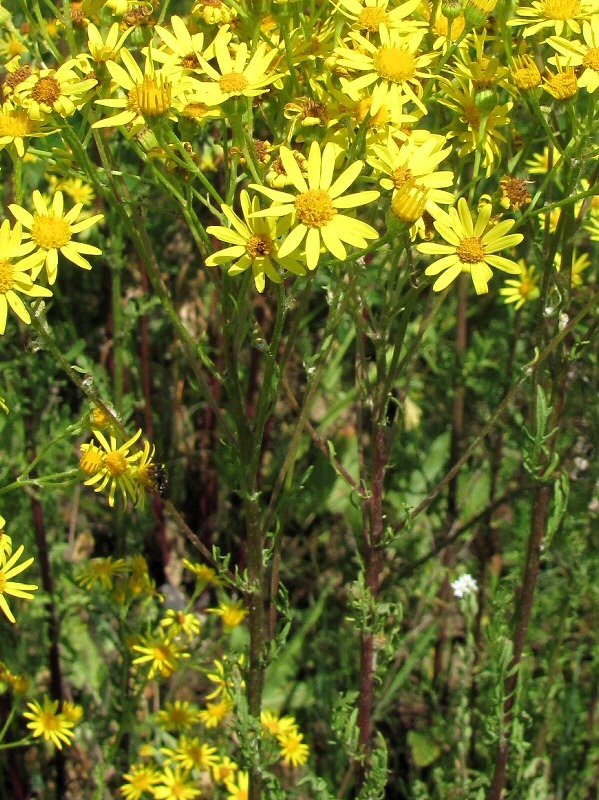 Изображение особи Senecio jacobaea.