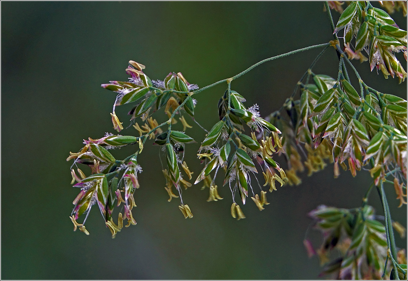 Image of genus Poa specimen.