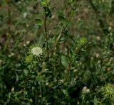Grindelia squarrosa