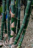 Phyllostachys pubescens