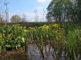 Caltha palustris