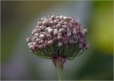 Allium cepa. Соплодие с незрелыми плодами. Московская обл., Раменский р-н, окр. дер. Хрипань, садовый участок. 08.08.2024.