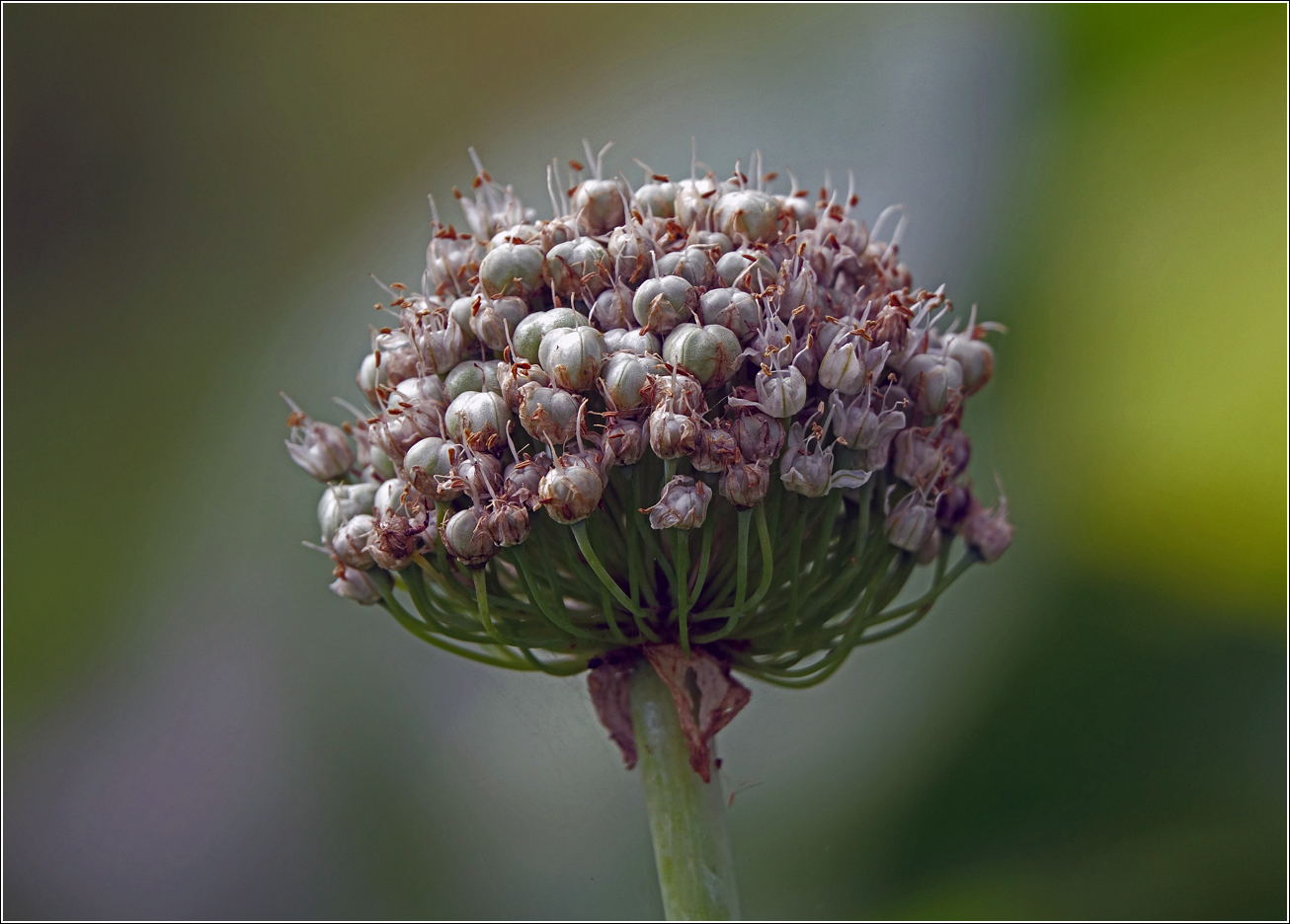 Image of Allium cepa specimen.