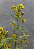 Bidens variety radiata
