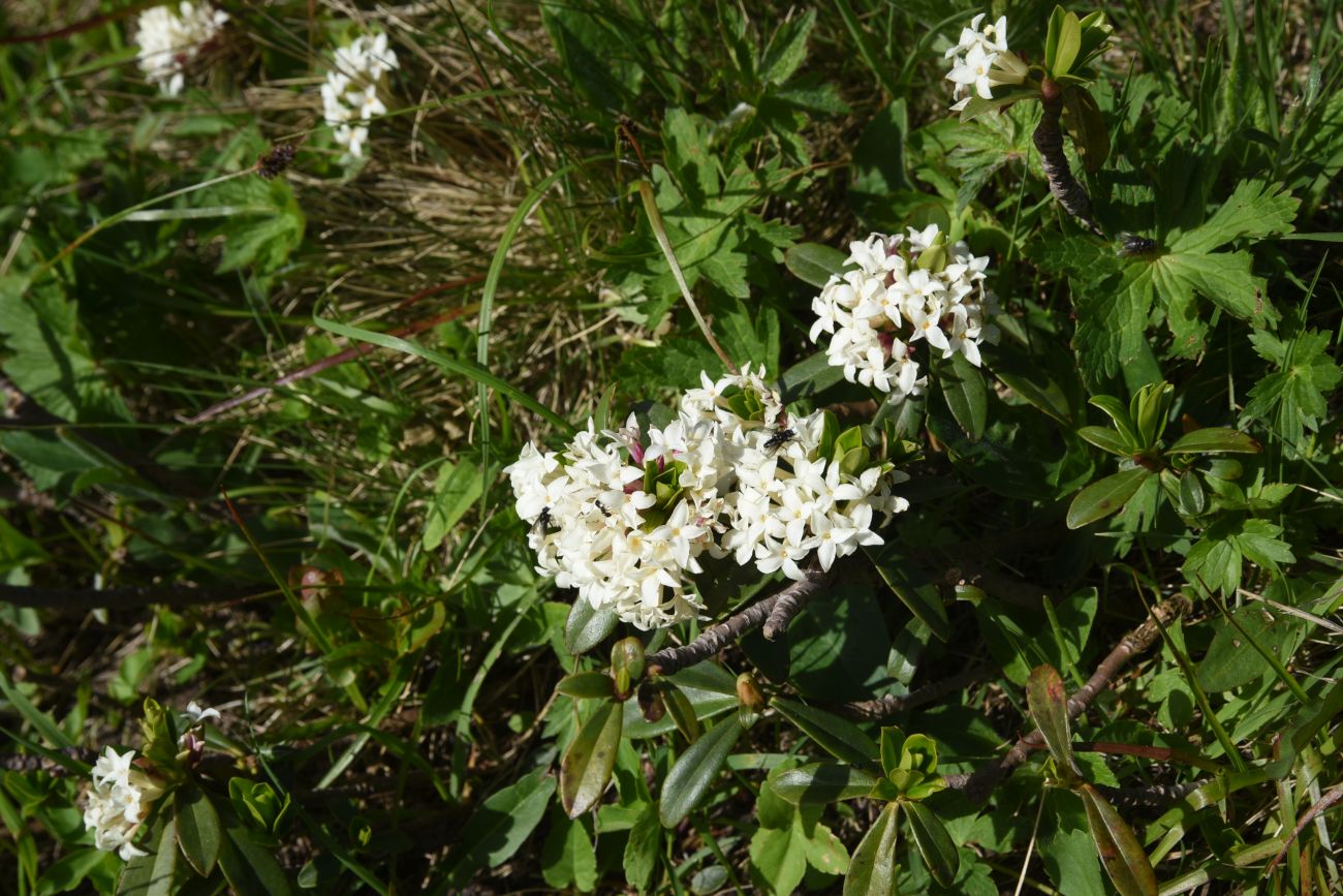 Image of Daphne glomerata specimen.