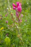 Onobrychis biebersteinii
