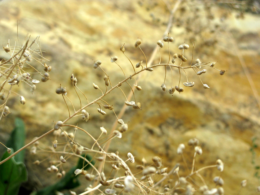 Image of Cardaria draba specimen.