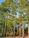 Larix gmelinii. Средневозрастные деревья. Читинская обл., 70 км С-З Читы, берег оз. Большой Ундугун. 9 августа 2006 г.