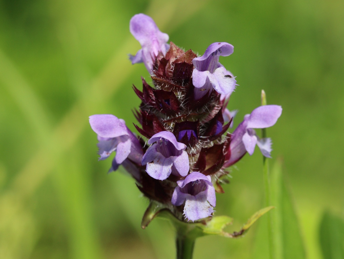 Image of Prunella vulgaris specimen.