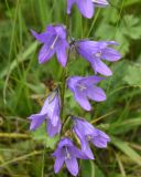Campanula rapunculoides