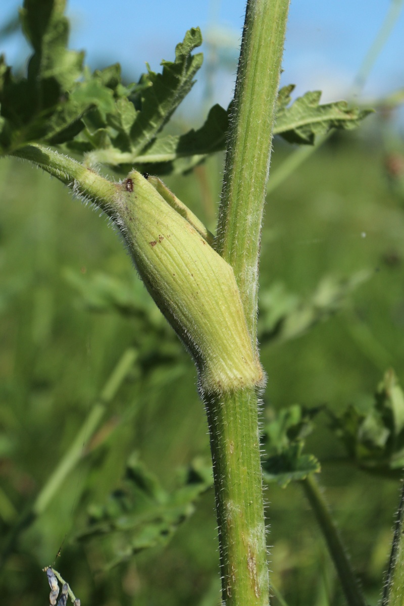 Image of Heracleum sibiricum specimen.