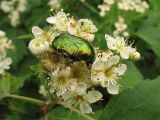 Sorbus torminalis. Соцветие с кормящейся бронзовкой золотистой (Cetonia aurata). Украина, Закарпатская обл., Виноградов, Чёрная гора, на опушке дубово-грабового леса. 5 мая 2008 г.