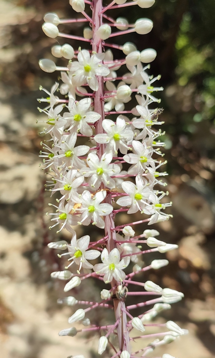 Image of Drimia aphylla specimen.