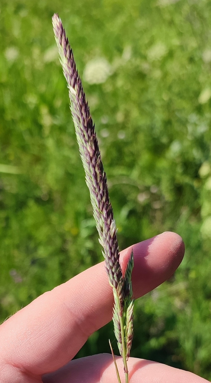 Изображение особи Phalaroides arundinacea.