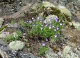 Viola tricolor. Цветущие растения. Республика Карелия, Ладожское озеро, ос-в Сюскюянсаари, прибрежные скалы. Начало июля.