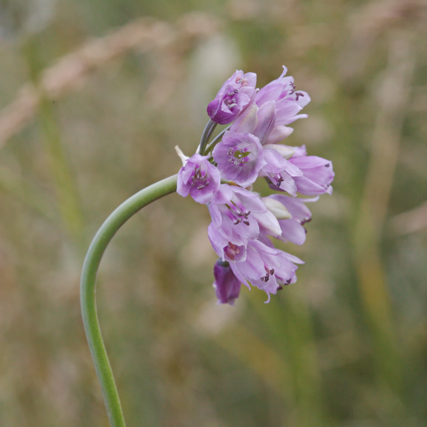 Image of Allium rubens specimen.