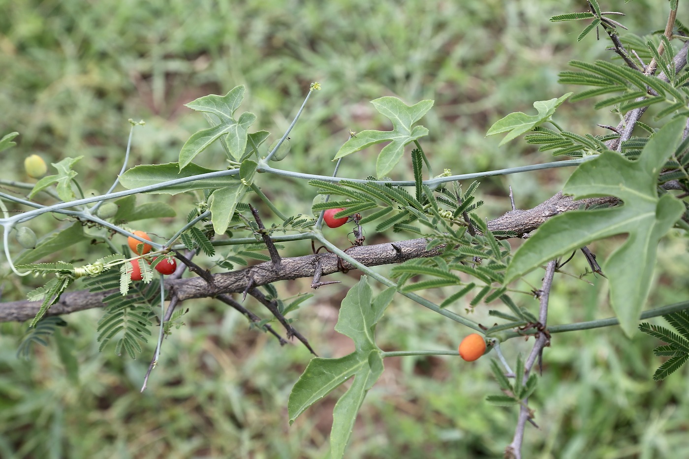 Изображение особи Corallocarpus bainesii.