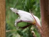 Orobanche callieri. Цветок. Крым, Севастополь, Байдарская дол., опушка лиственного леса (паразитирует на Vicia sativa; вторично связано с Medicago rigidula). 29 мая 2025 г.