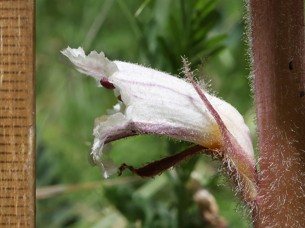 Изображение особи Orobanche callieri.
