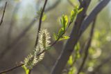 Salix caprea