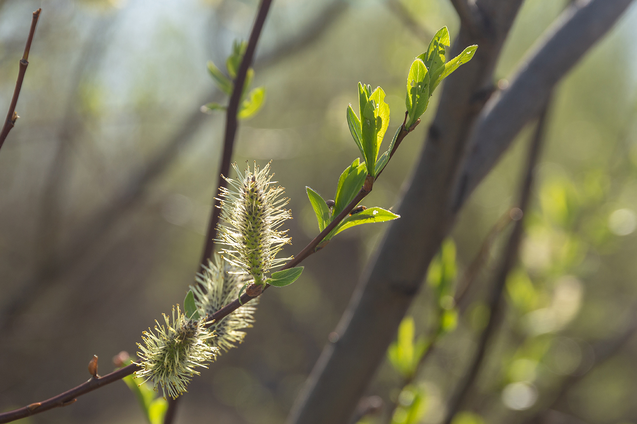 Image of Salix caprea specimen.