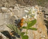 род Rubus