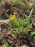 Gagea aipetriensis. Цветущее растение. Крым, Ю. склон г. Ай-Петри, возле вершины. 6 апреля 2010 г.